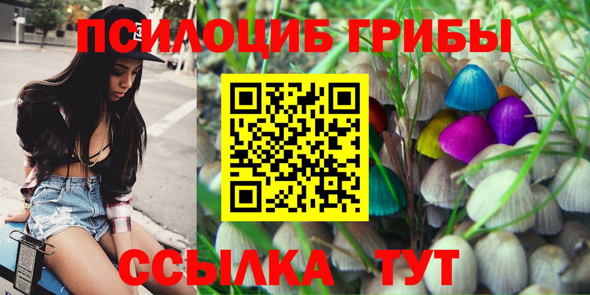 Галлюциногенные грибы Psilocybe Горно-Алтайск